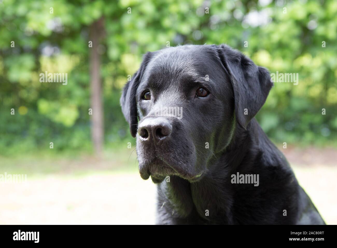 Portrait of a Black Labrador Retriever Taken Outside Stock Photo