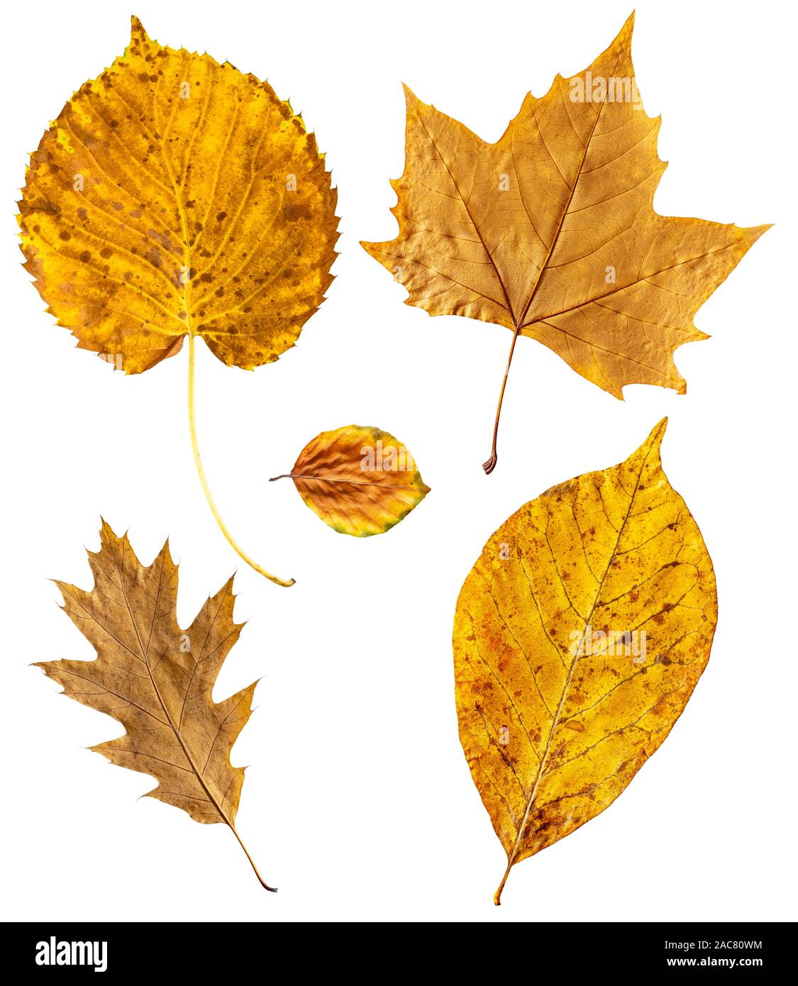 Set of autumn leaves isolated on white background Stock Photo - Alamy
