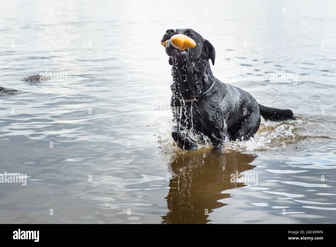 Black Labrador Retriever Retrieving Floating Toy at Summer Stock Photo