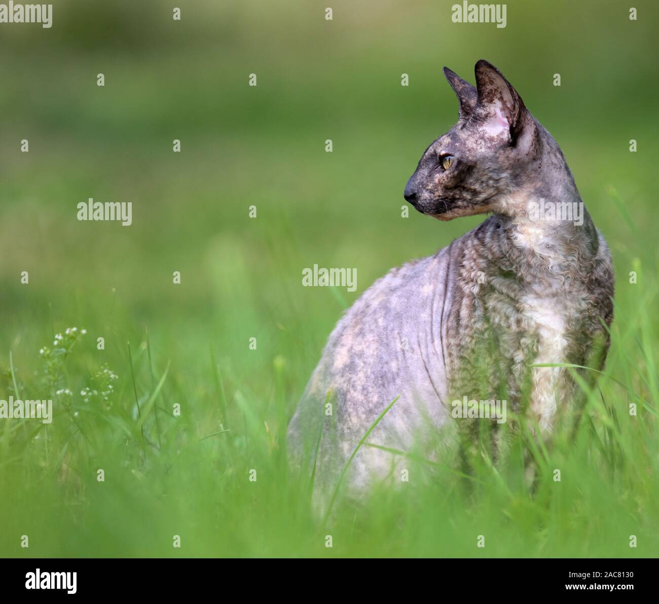 Grey Cornish Rex cat sitting in grass and looking around Stock Photo