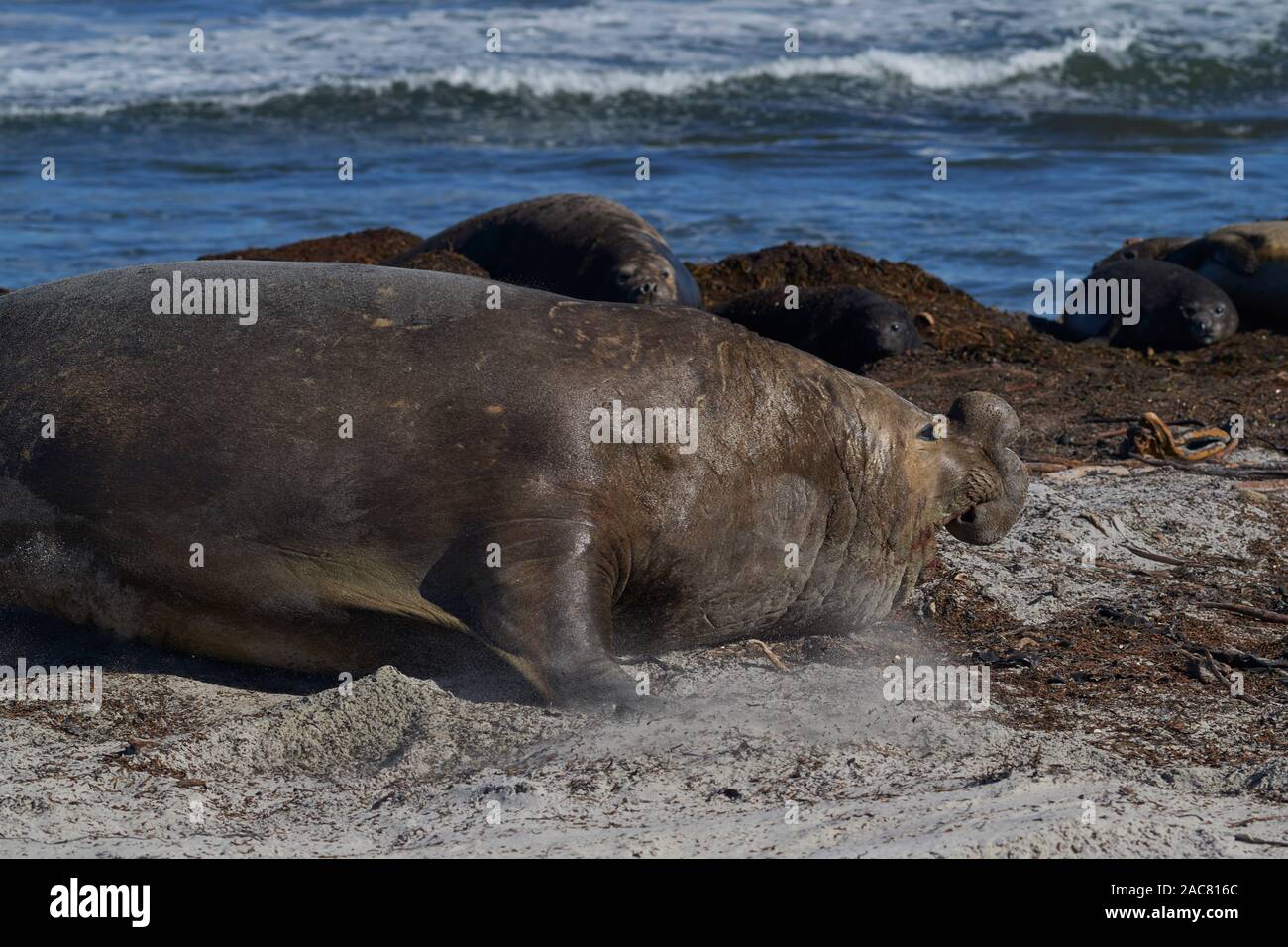 Dominant Male Southern Elephant Seal Mirounga Leonina Lying Amongst His Hareem Of Females