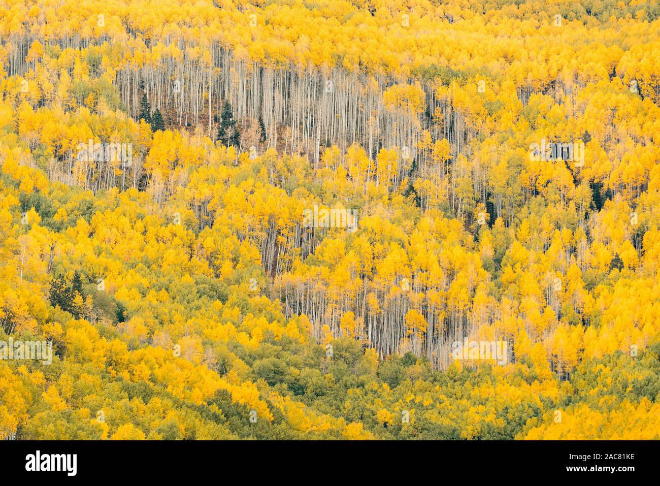Forest of Yellow Aspen Trees in the San Juan Mountains of Colorado Stock Photo