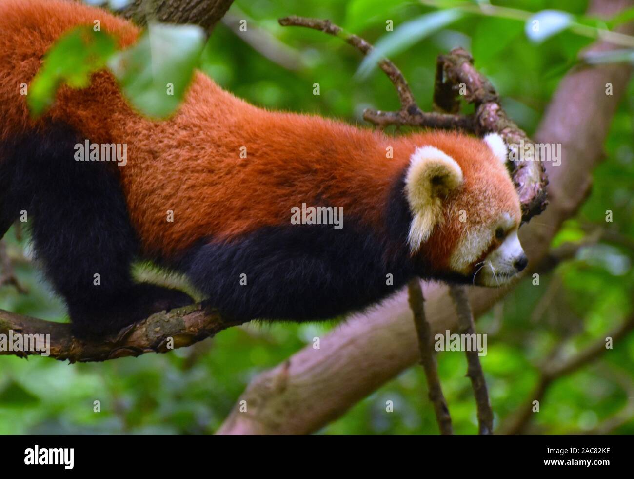 Red panda prepares to jump from tree branch in Chengdu, Sichuan, China Stock Photo