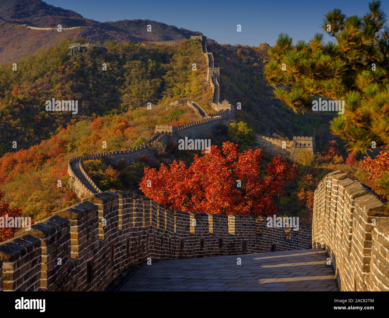 The Great Wall of China in autumn with nobody but red trees Stock Photo