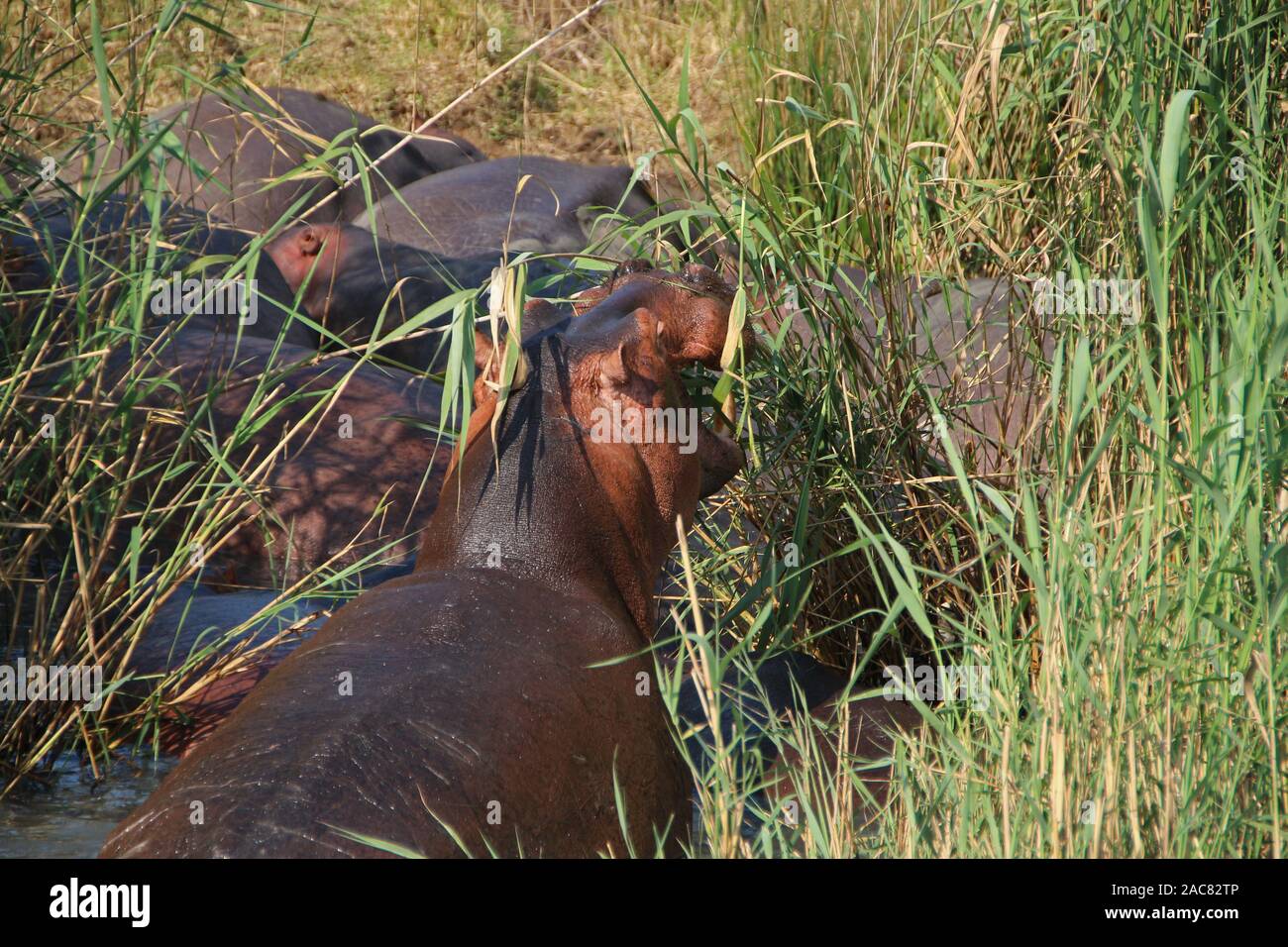 Hippos at iSimangaliso Wetland Park in South Africa Stock Photo