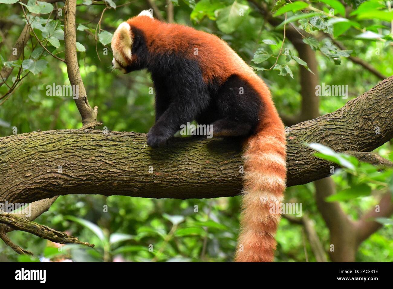 Red panda balances on tree branch in Chengdu, Sichuan, China Stock Photo