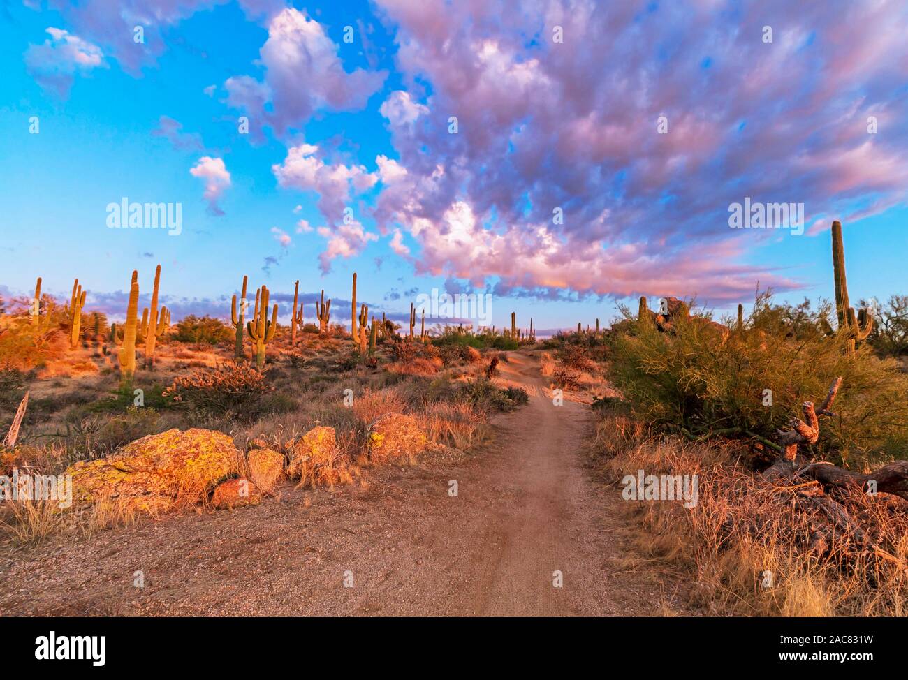 Vibrant Sunset Clouds and Cactus along a desert hiking trail in North Scottsdale, AZ. Stock Photo