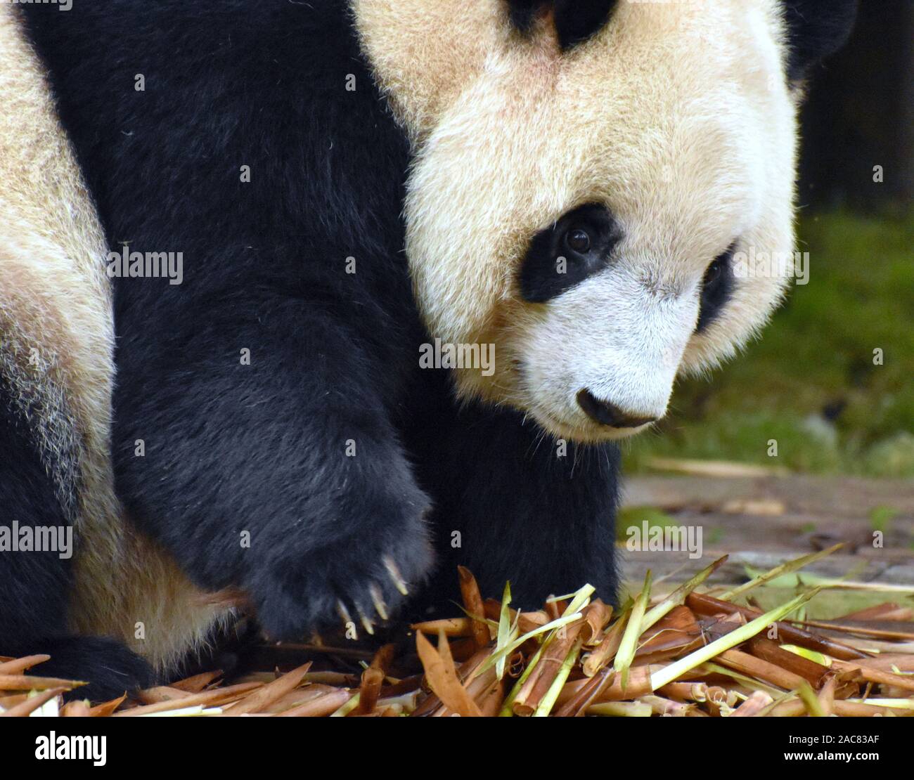 Panda bear close up portrait while picking bamboo shoots Stock Photo