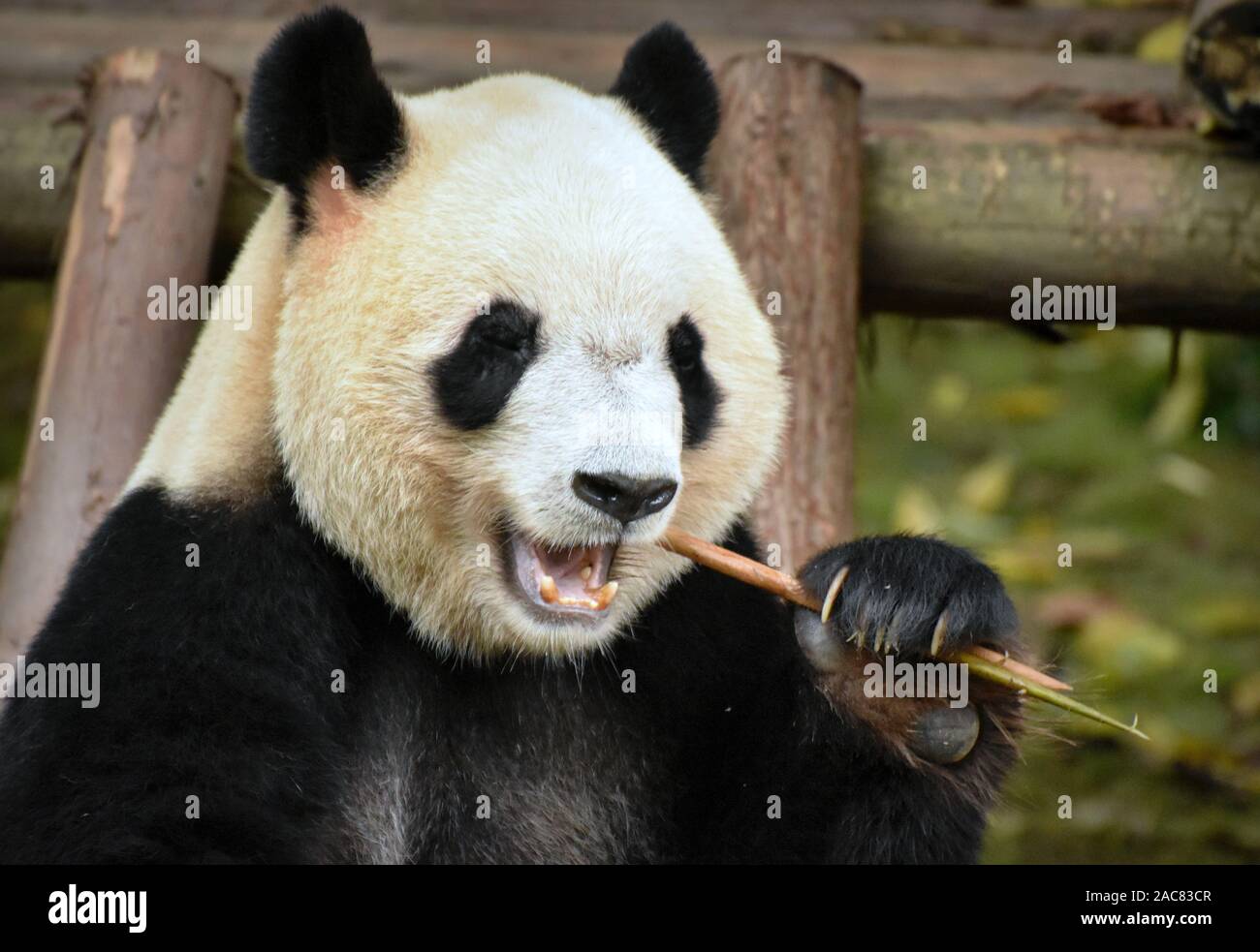 Panda bear munching on bamboo shoot, close up front face portrait Stock Photo