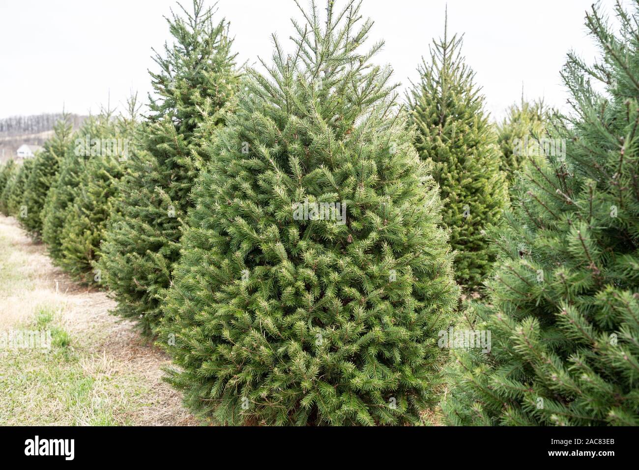 Rows of douglas fir Christmas trees at local Christmas tree farm. Stock Photo
