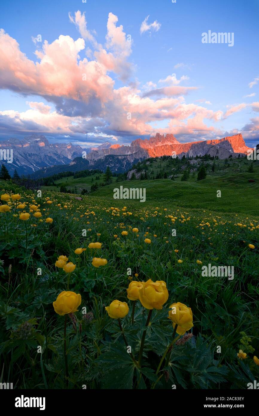 Italian Wildflowers Hi res Stock Photography And Images Alamy italian-wildflowers-hi-res-stock-photography-and-images-alamy
