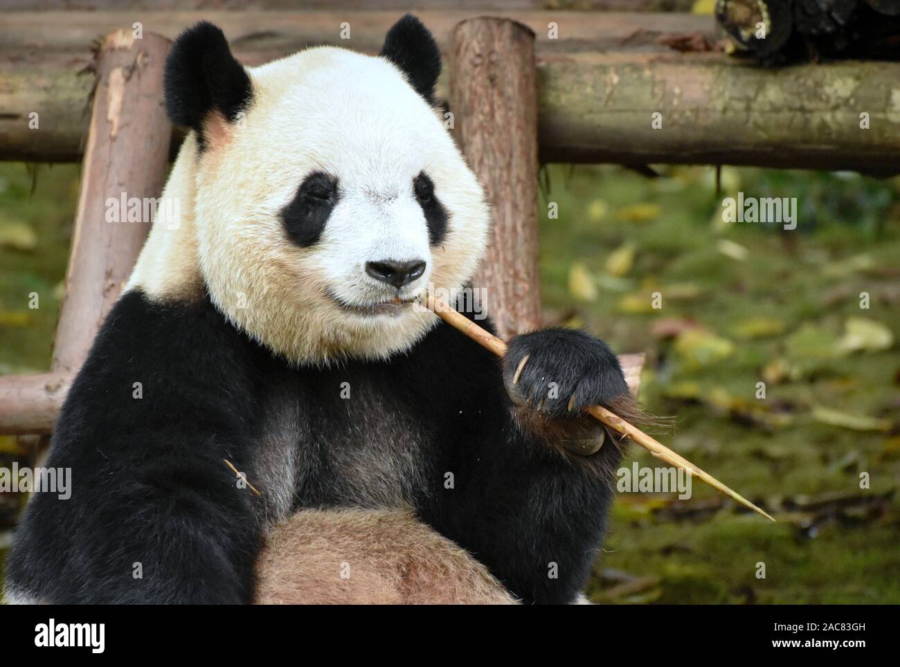 Panda bear enjoys eating bamboo shoot, close up front face portrait Stock Photo