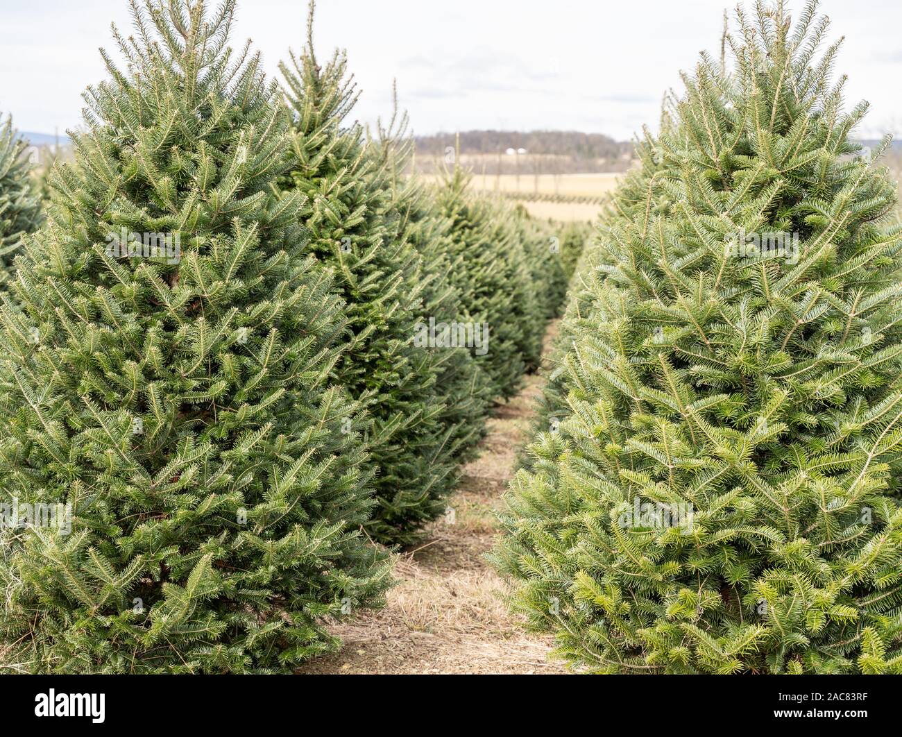 Rows of Christmas trees at tree farm on cold winter morning. Stock Photo