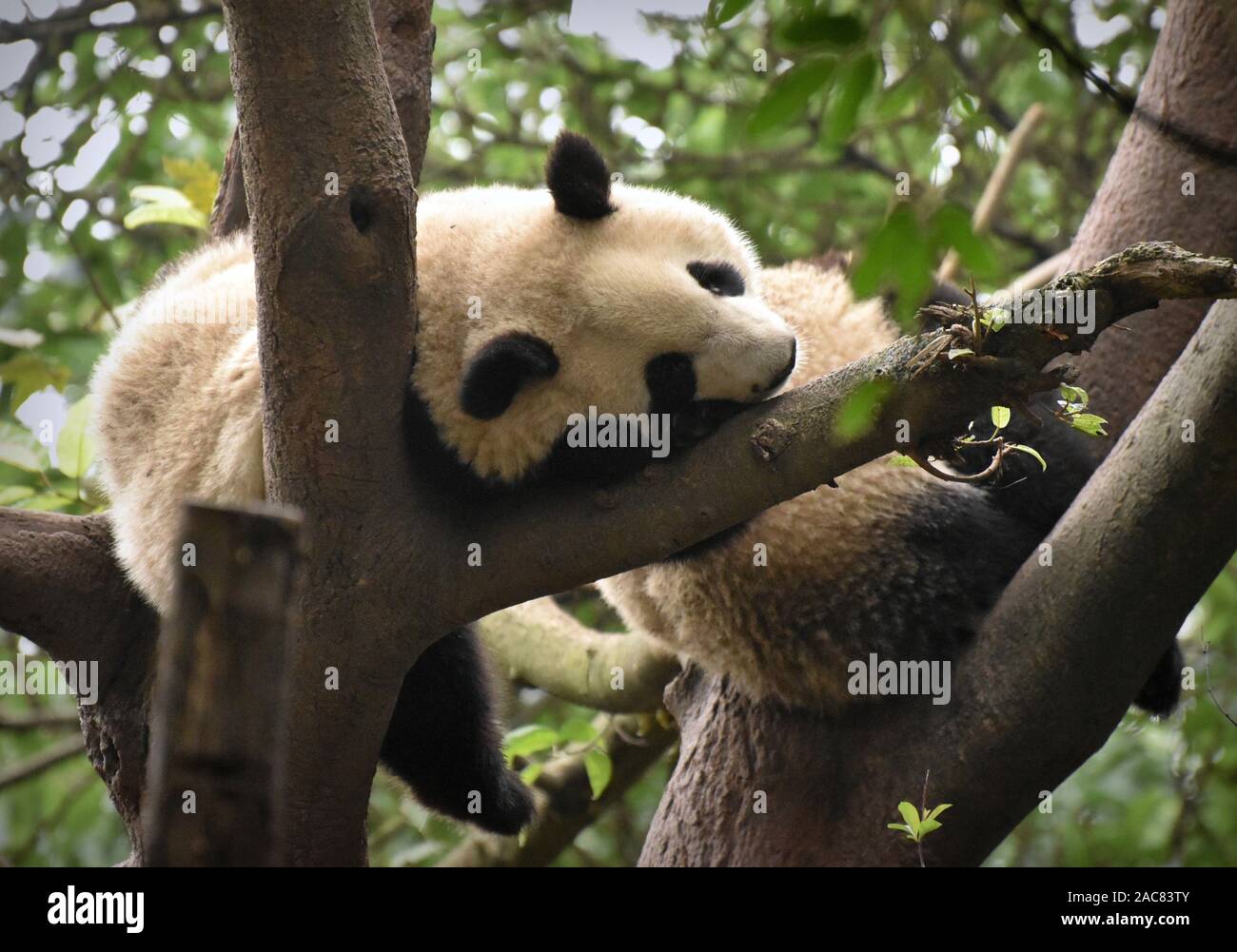 Tired panda sleeps on tree branches Stock Photo