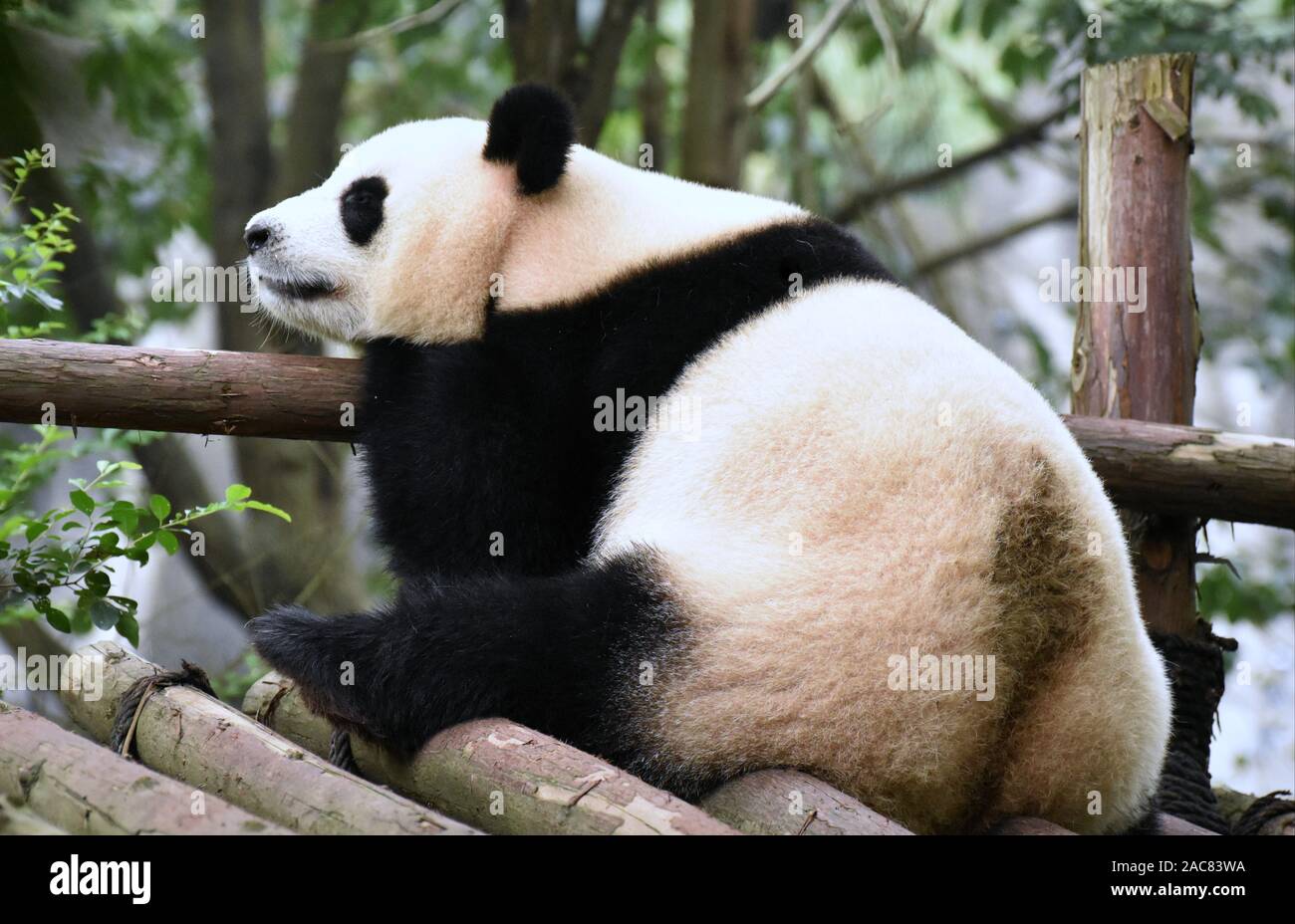 Tired panda bear dozing off Stock Photo