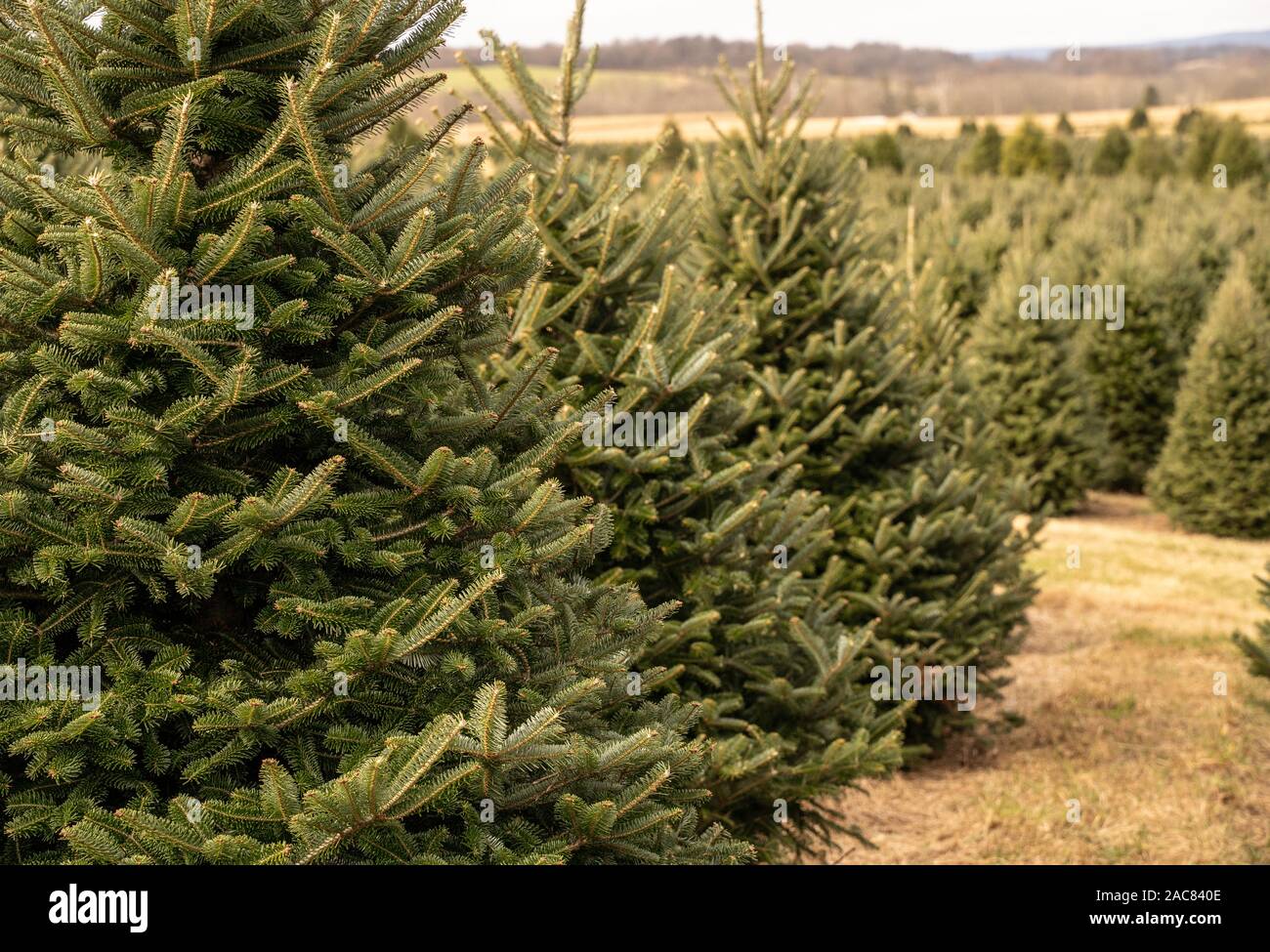 Rows of Christmas trees at tree farm on cold winter morning. Stock Photo
