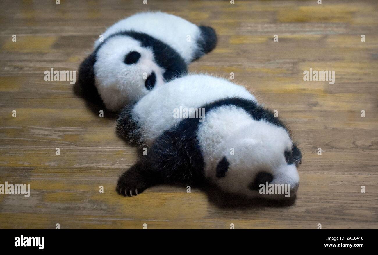 Cute panda bear newborn babies resting in crib Stock Photo