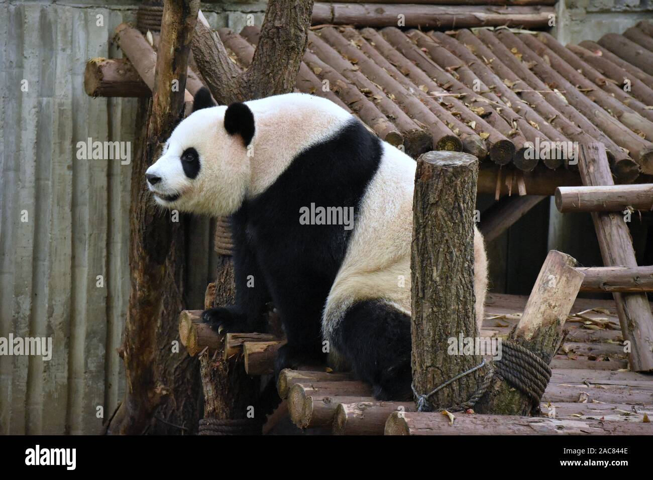 Cute panda hi-res stock photography and images - Alamy