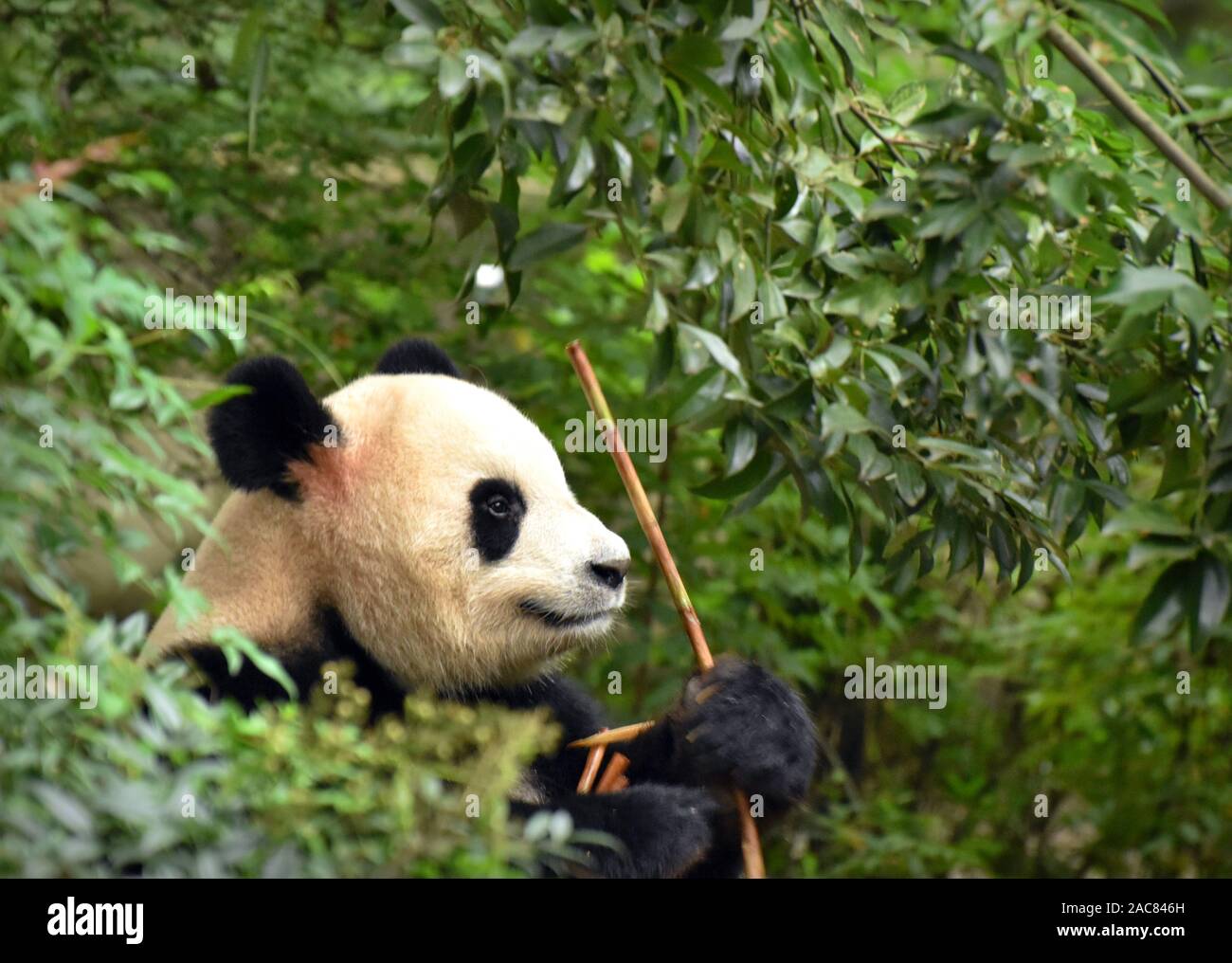 Cute panda bear eating bamboo in forest, Chengdu, China Stock Photo