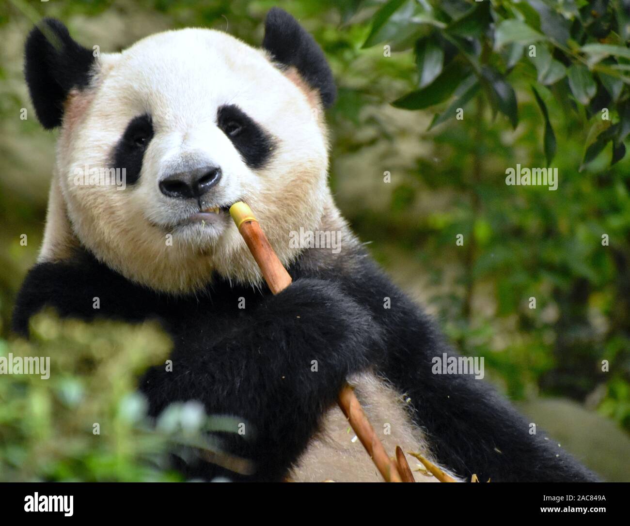 Cute panda bear eating bamboo in forest, Chengdu, China Stock Photo