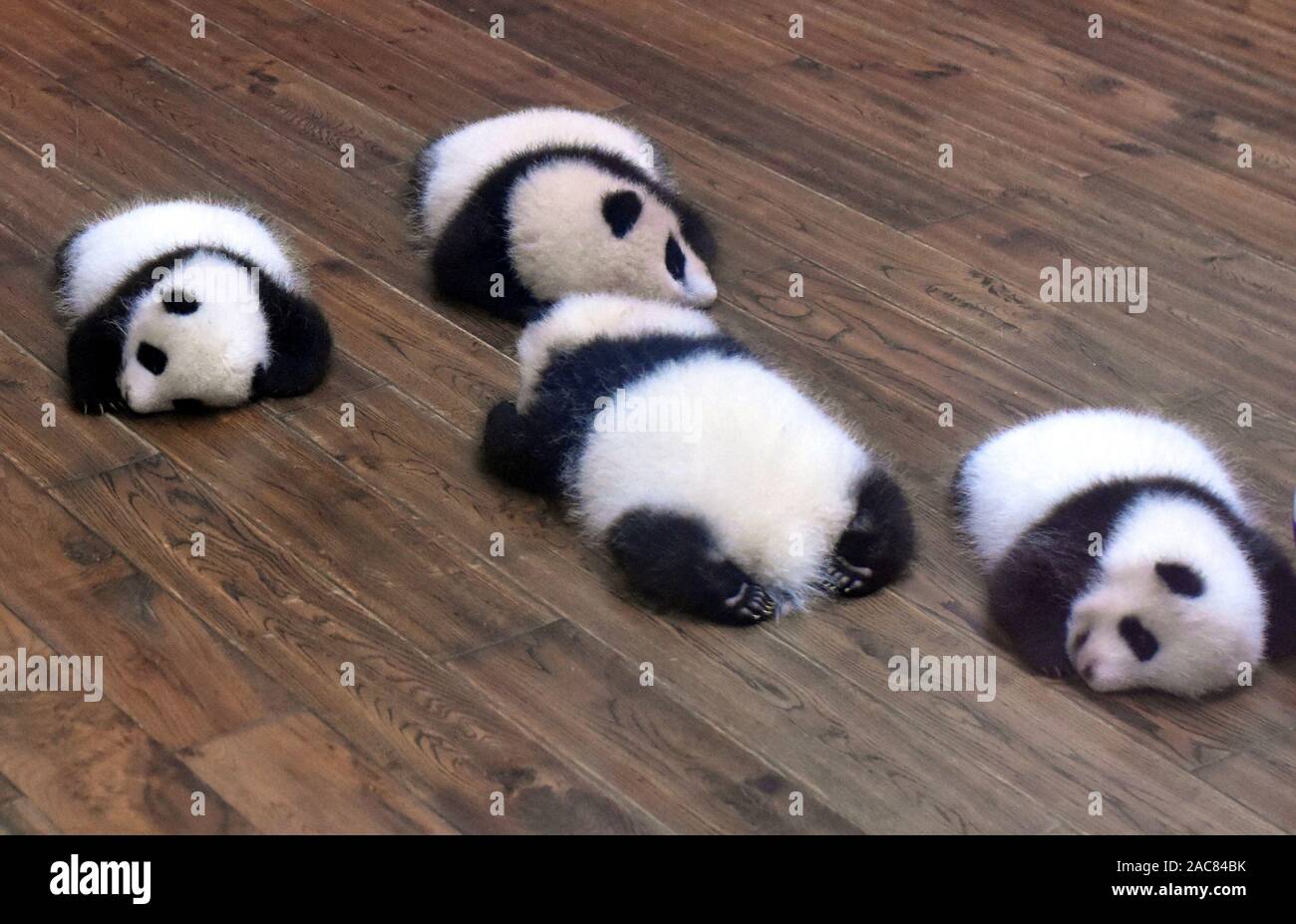 Panda bear baby hi-res stock photography and images - Alamy