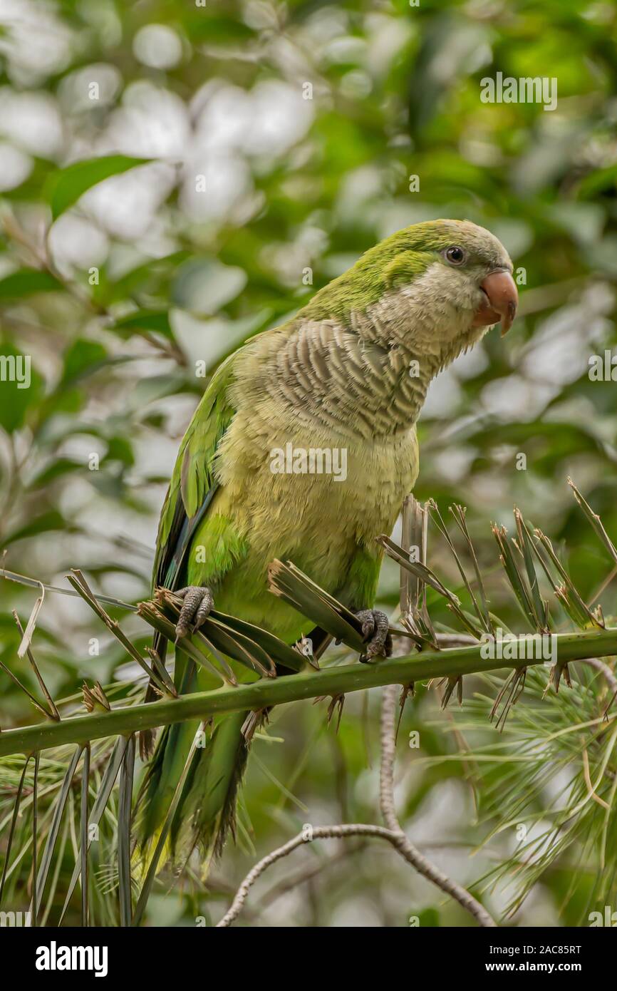 Monk parakeet, Myiopsitta monachus, Quaker parrot, is a species of true parrot in the family Psittacidae. Small, bright-green parrot with a greyish br Stock Photo