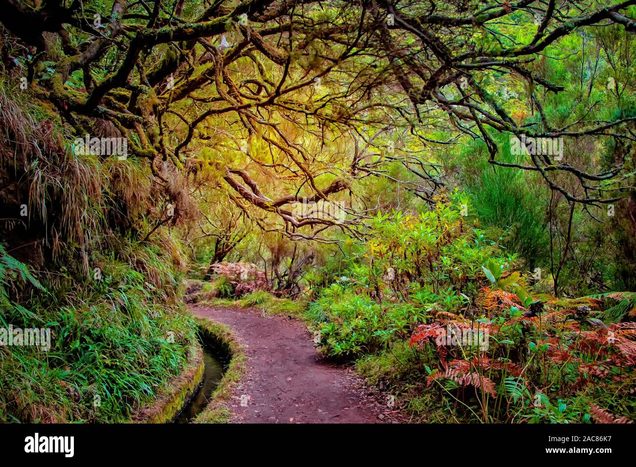 Laurel forest on Madeira island the biggest on the world. It's a fairytale fantasy in Portugal. It is nature background Stock Photo - Alamy