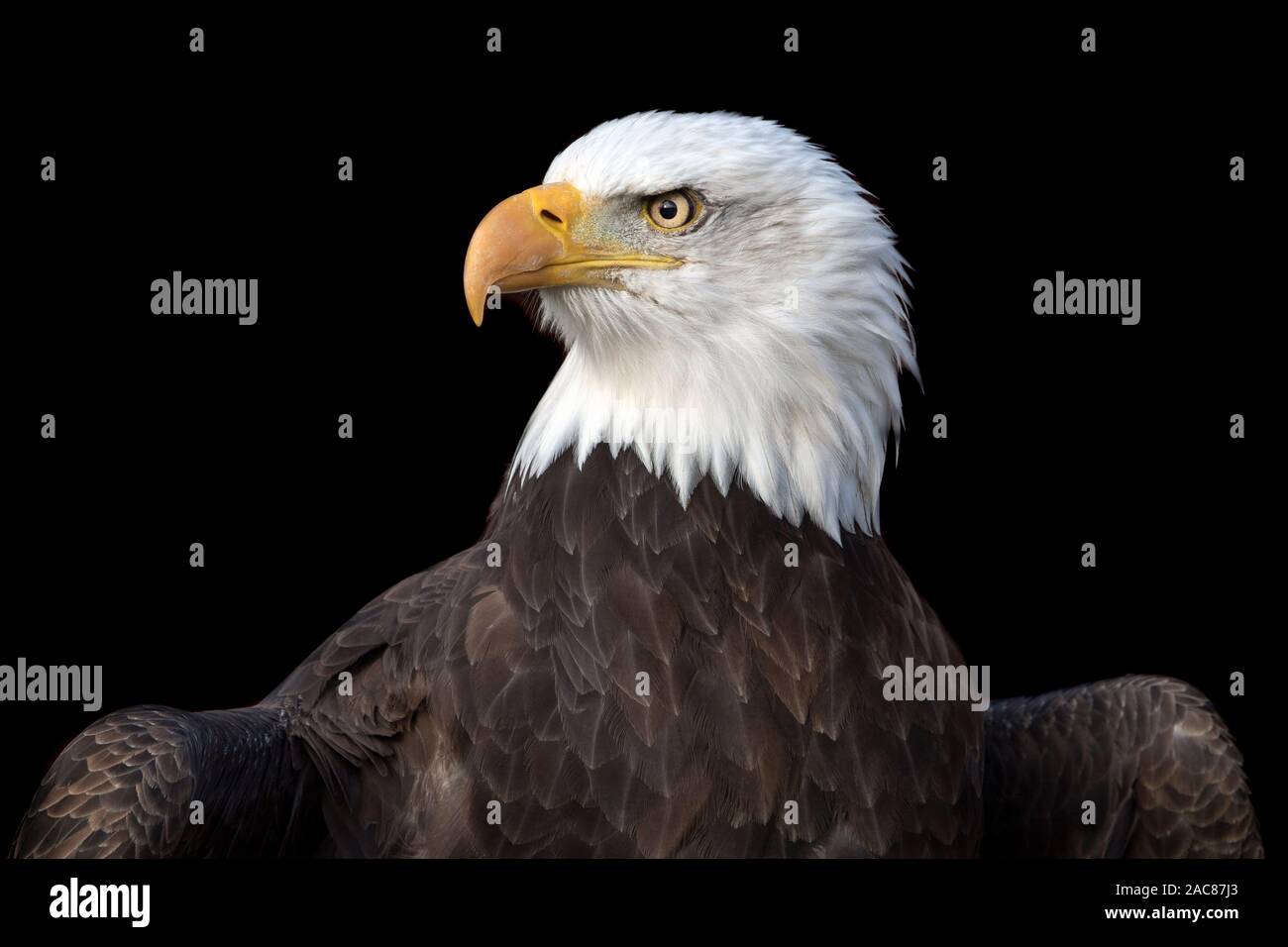 Bald eagle (Haliaeetus leucocephalus Stock Photo - Alamy