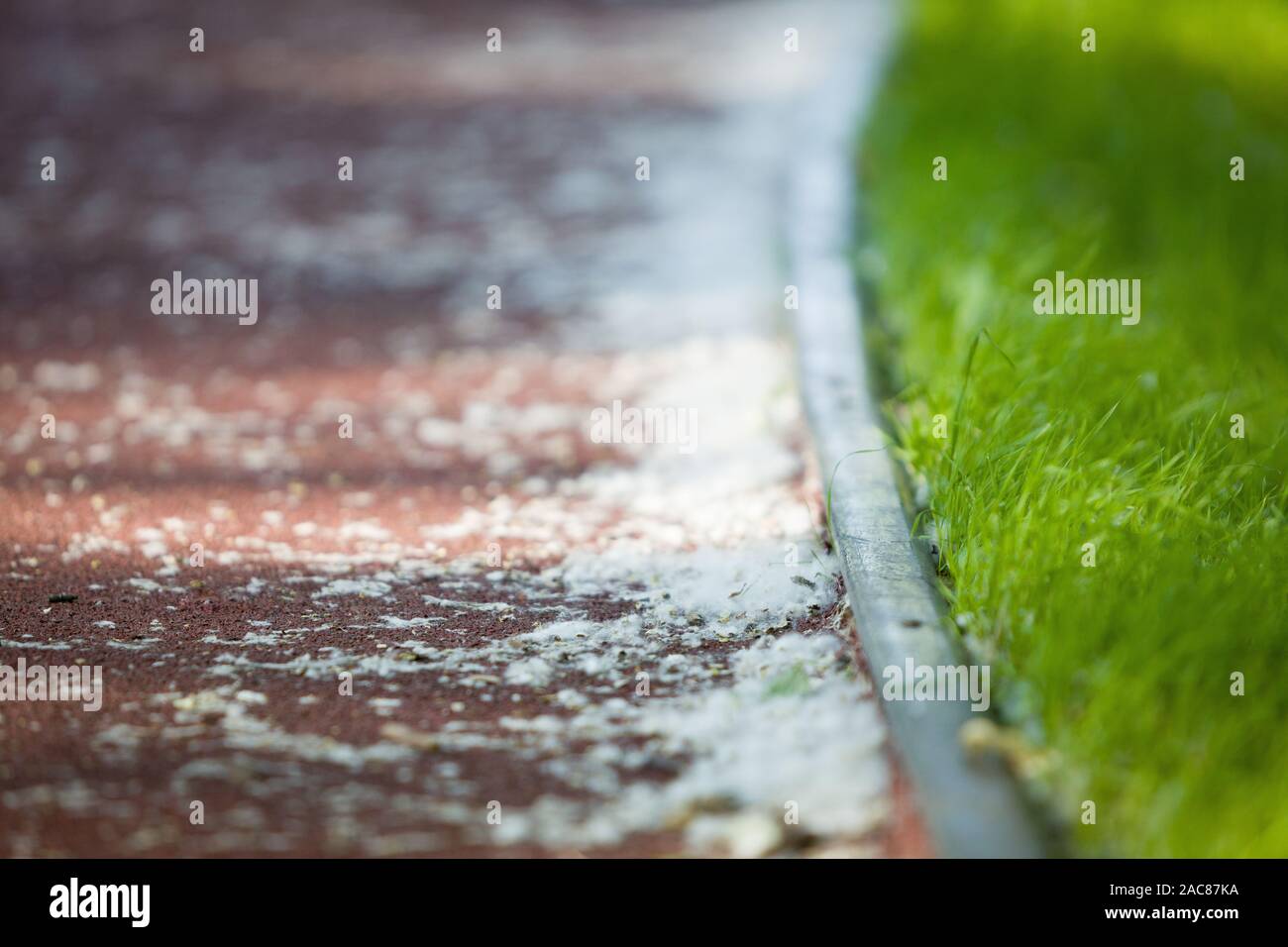 poplar fluff on the path in the Park. Spring background. Outdoors. Allergy Stock Photo