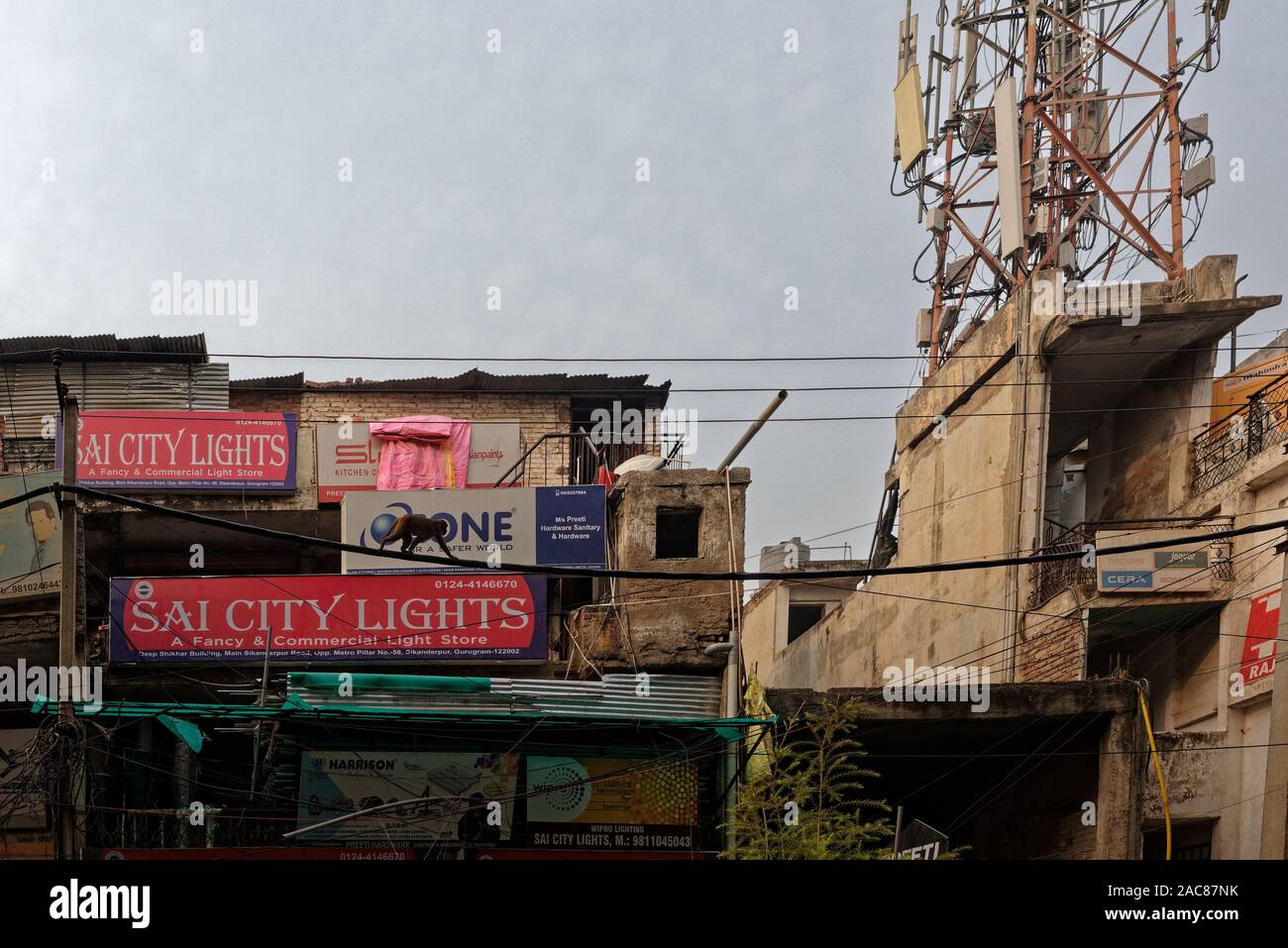 Monkey walking along cables with advertising hoardings behind for shops in Sikandapur, Gurgaon, Haryana, India Stock Photo