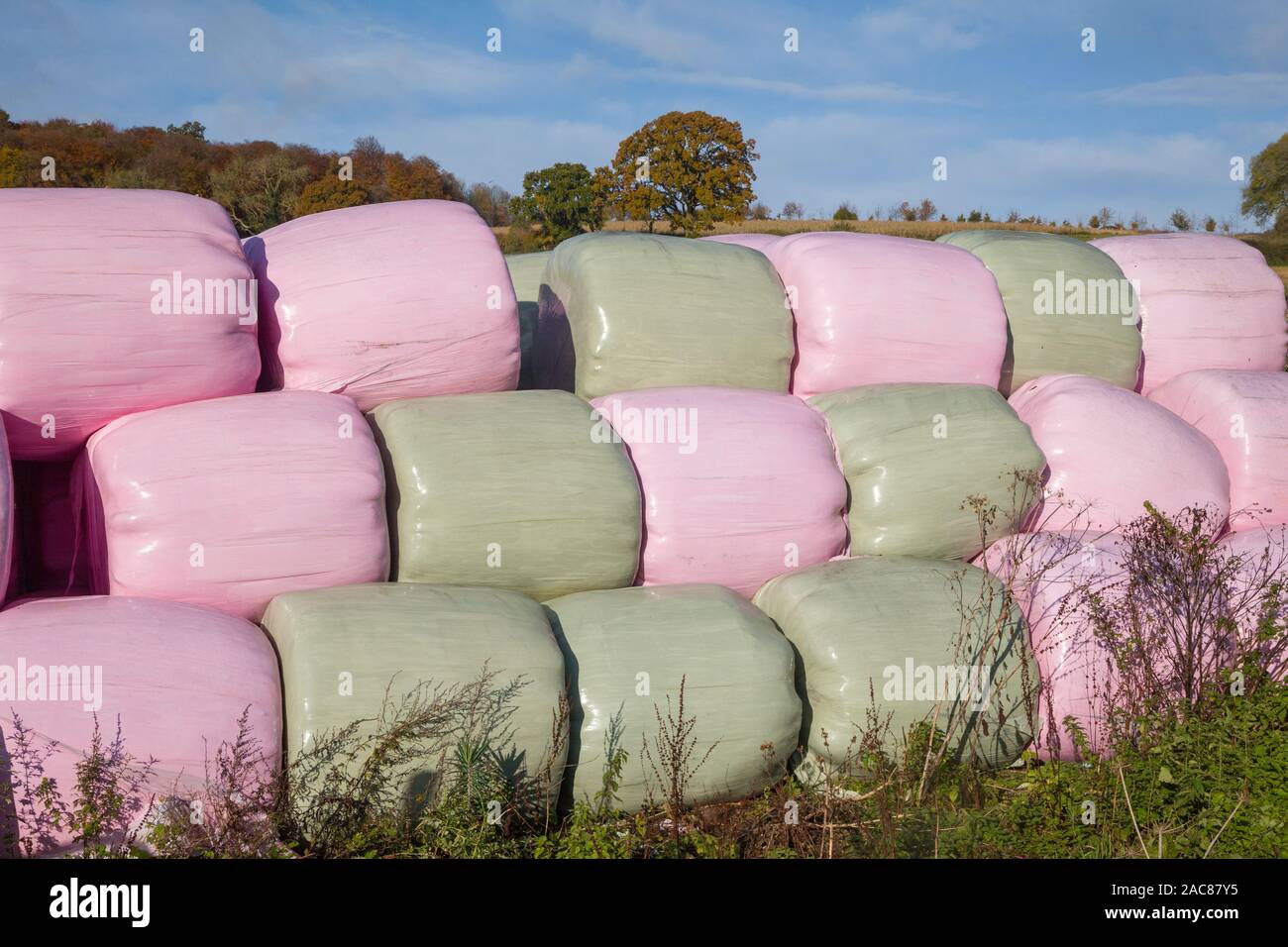 Brightly coloured pink and green plastic wrapped round hay or straw bales stacked together in bright sunshine on a farm Stock Photo