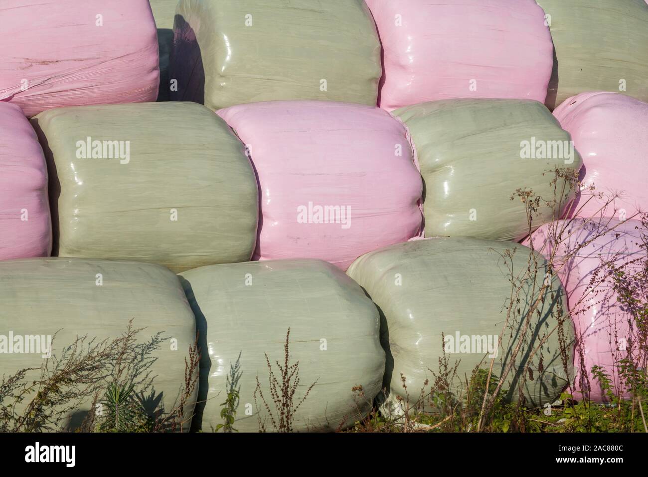 Brightly coloured pink and green plastic wrapped round hay or straw bales stacked together in bright sunshine on a farm Stock Photo