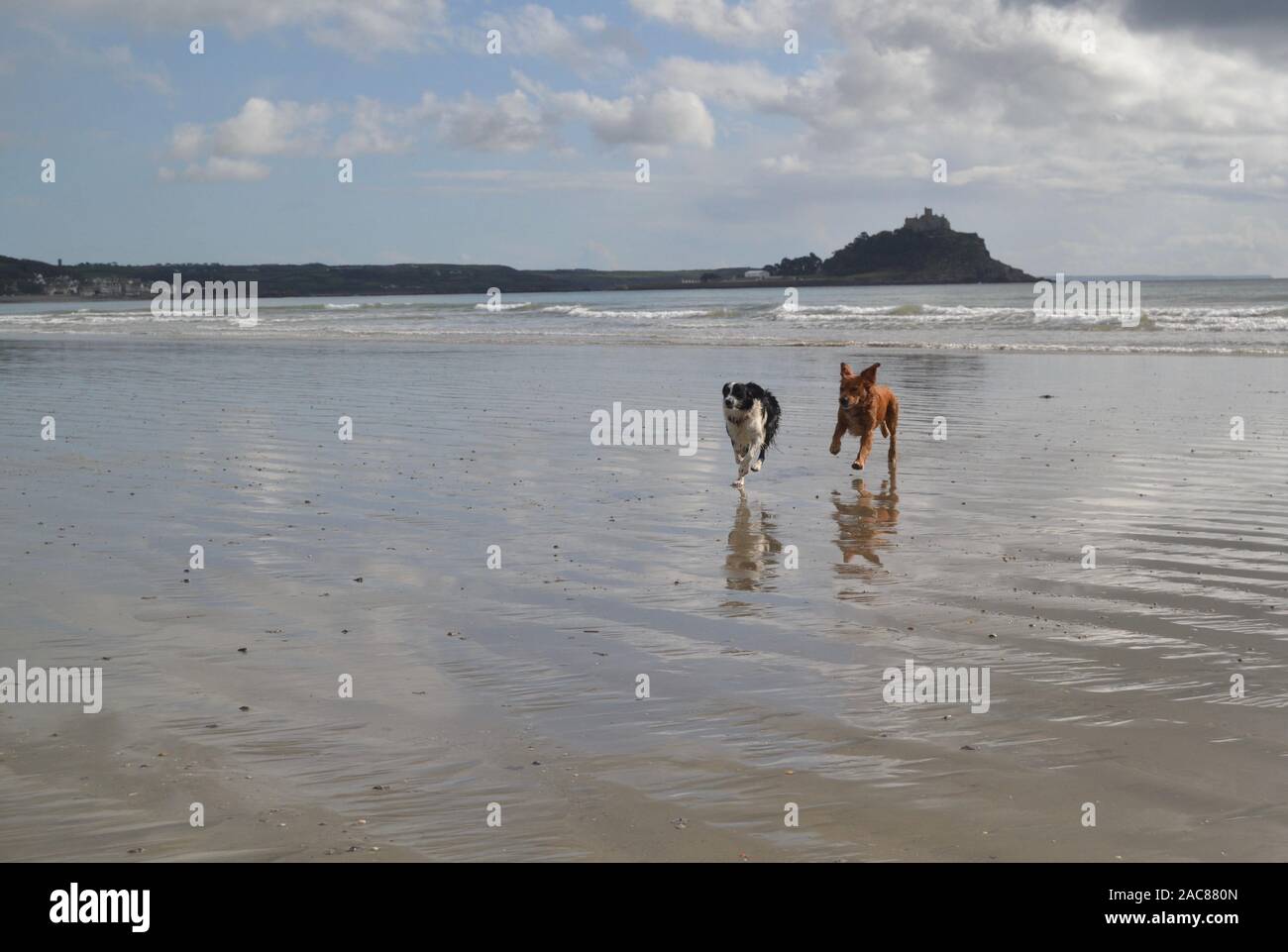 Dogs chasing a ball hires stock photography and images Alamy