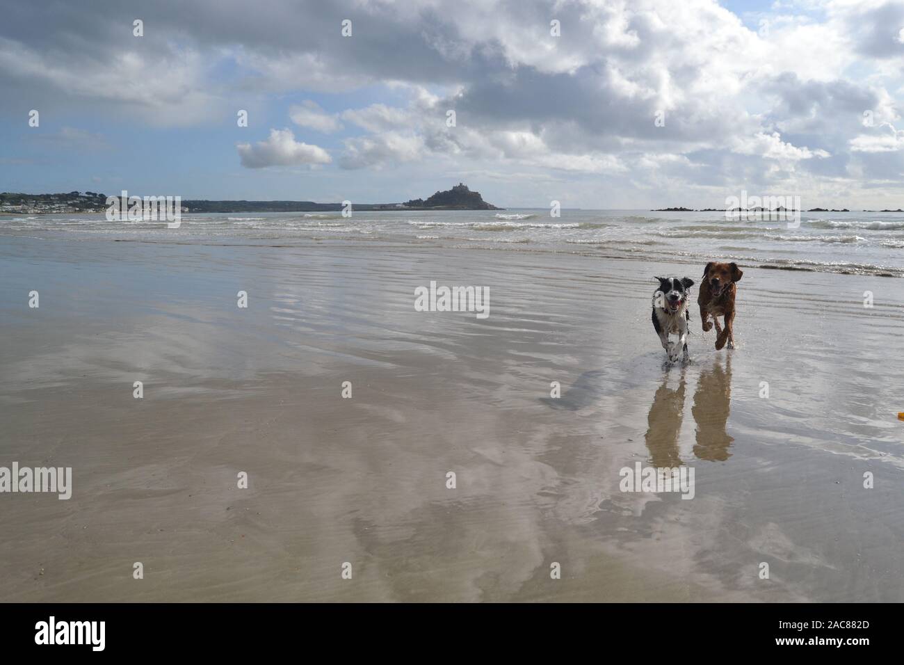Dogs Running on the beach with St. Michaels Mount, Cornwall behind them ...