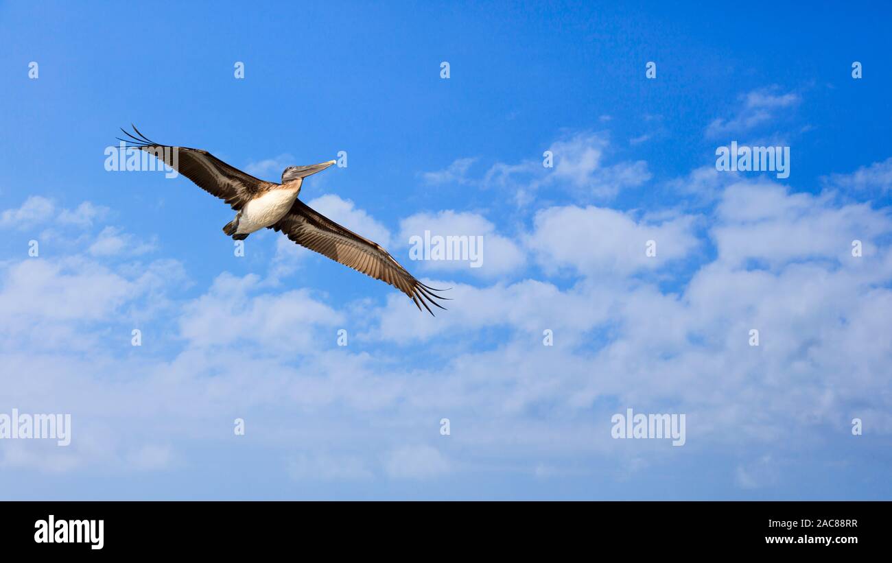 Pelican flying against blue sky with clouds, Florida, USA, with copy space. Stock Photo