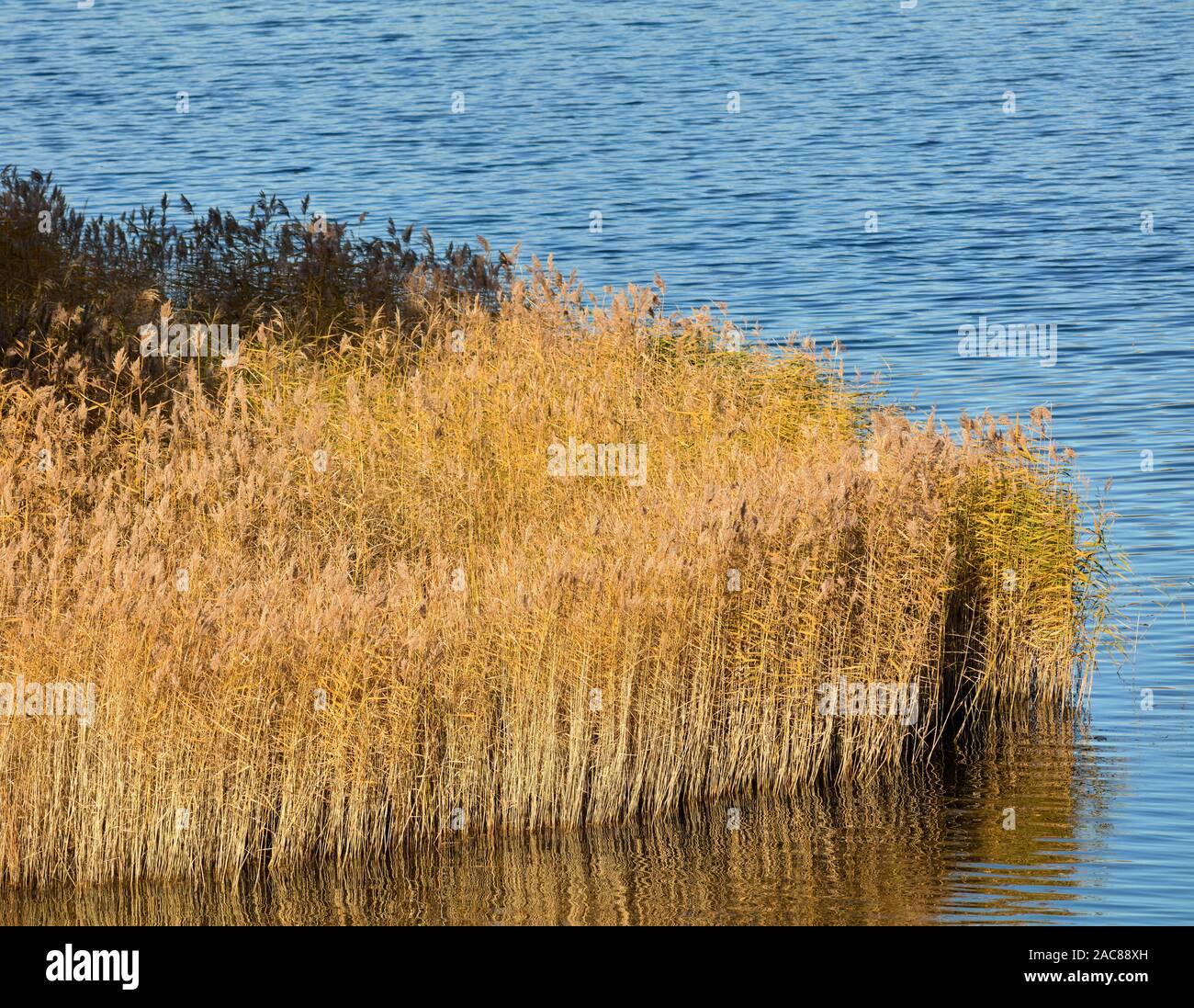 Grass sticking from water in Bogesundslandet, near Vaxholm, Sweden Stock Photo