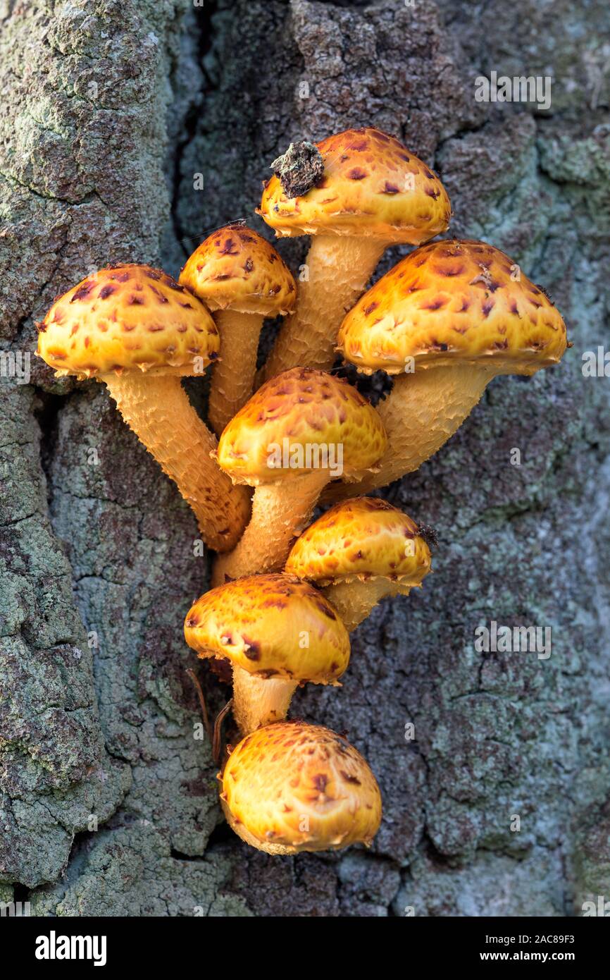Groups of yellow mushrooms growing on a tree Stock Photo - Alamy