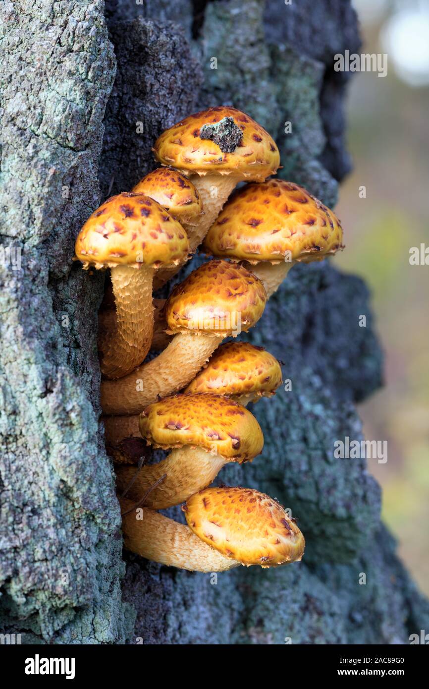 Groups of yellow mushrooms growing on a tree Stock Photo
