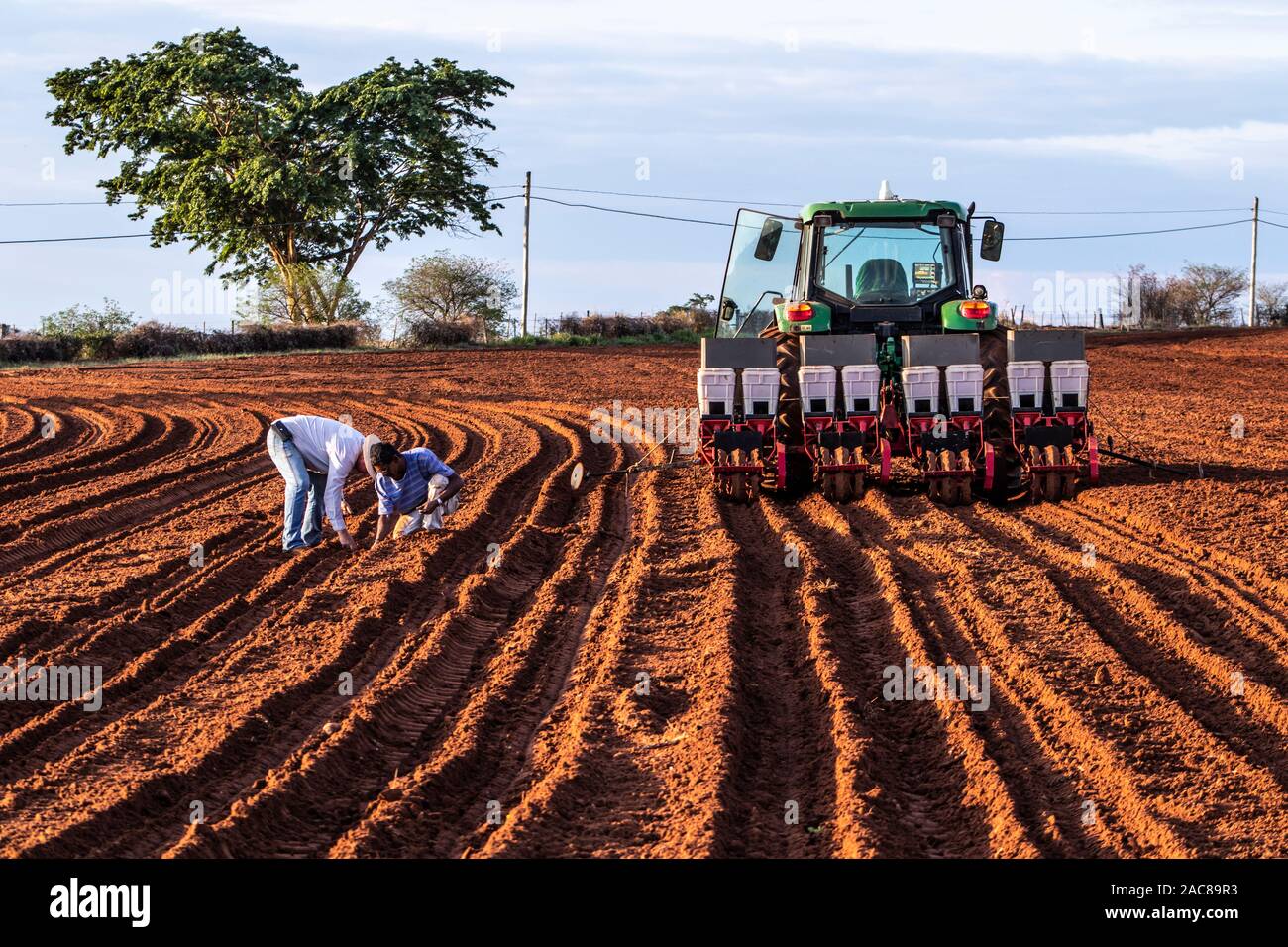 Herculandia, Sao Paulo, Brazil, September 29, 2019, Mechanized planting of peanuts on a farm in Herculandia County Stock Photo