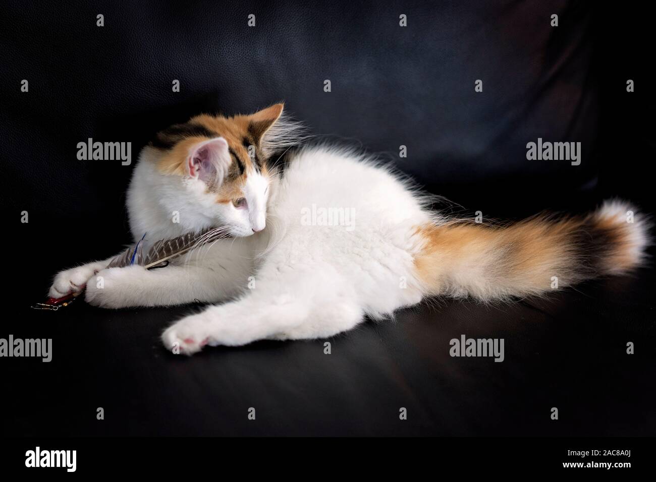 A Norwegian Forest kitten playing with a feather, isolated on a black background Stock Photo