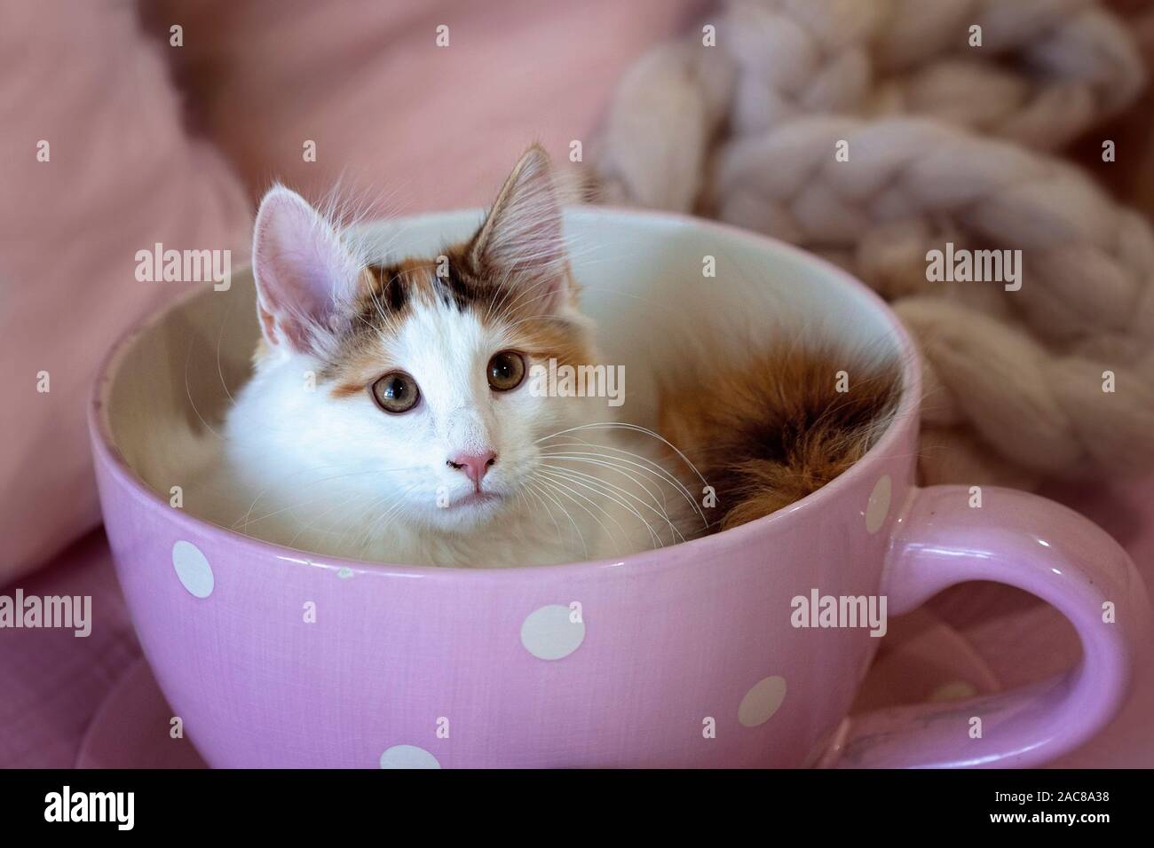 A Norwegian Forest kitten sitting in a pink polka dot tea cup, looking up Stock Photo