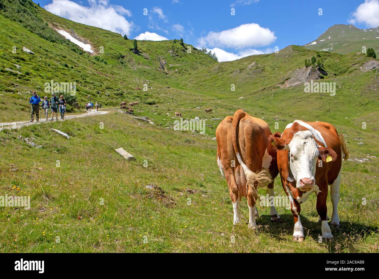 Hikers in the Oberhauser Valley in Hohe Tauern National Park Stock Photo