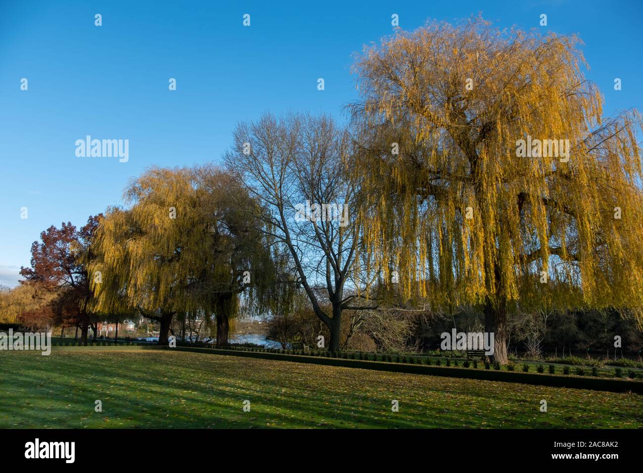 Radnor Gardens, riverside garden at Strawberry Hill, Twickenham, London UK. Photographed on a