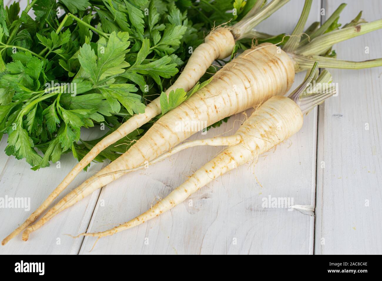Group of three whole hamburg white parsley root on white wood Stock