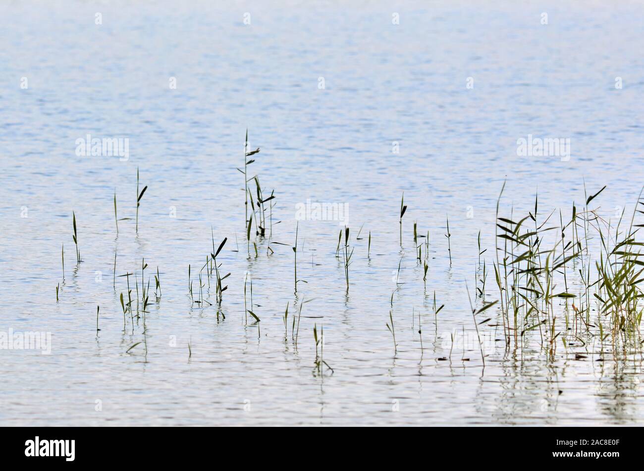 Sparse vegetation sticking from water in Bogesundslandet near Vaxholm, Sweden Stock Photo