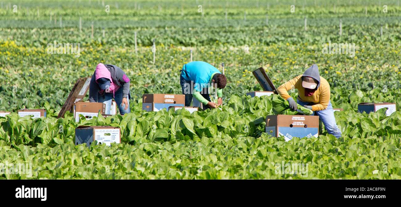 Workers harvesting & packing 'Yau Choy', Select  Chinese/Asian  vegetables,  late October. Stock Photo