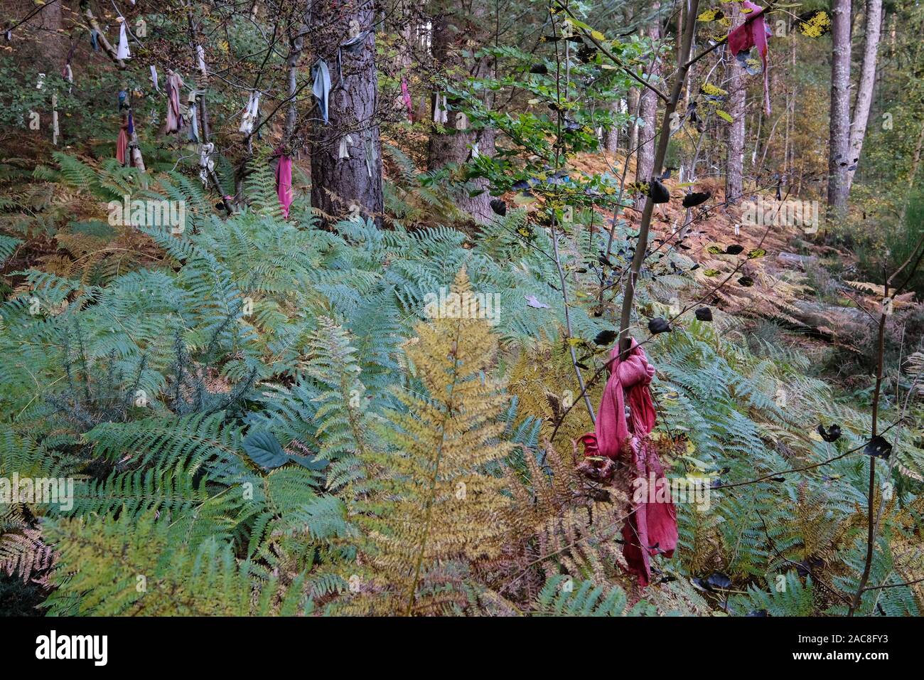 Clooties, or rags, left as offerings at Clootie Well on the Black Isle, Easter Ross, Scotland. Stock Photo