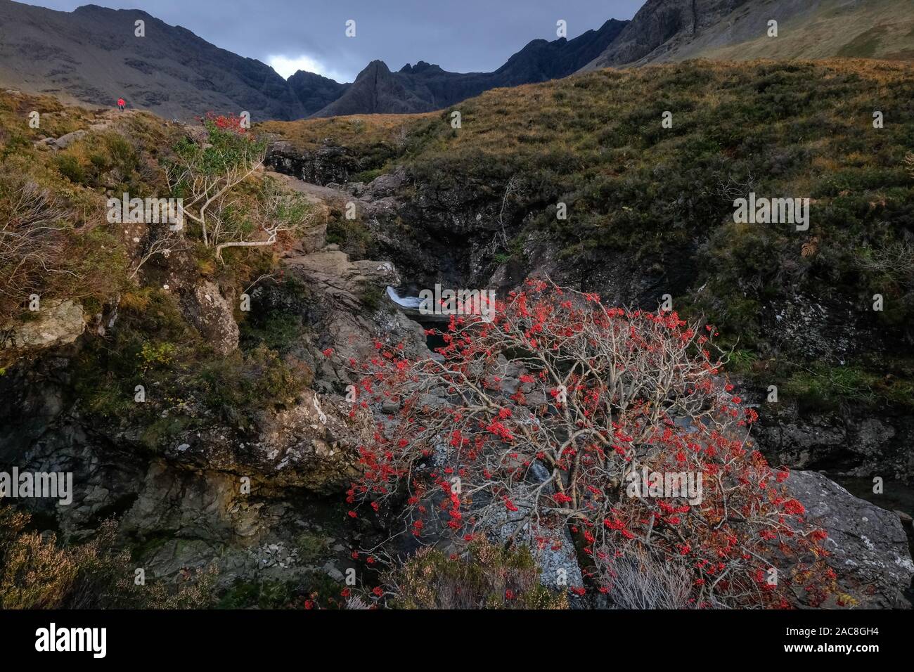 Rowan Tree with red berries at Fairy Pool, Isle of Skye, Scotland, UK Stock Photo