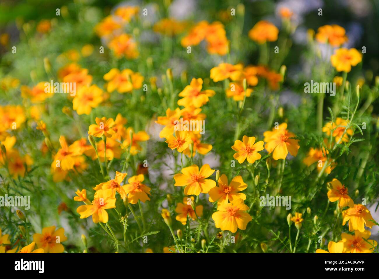 Marigold fine leaved. Orange marigolds under the bright sun Stock Photo