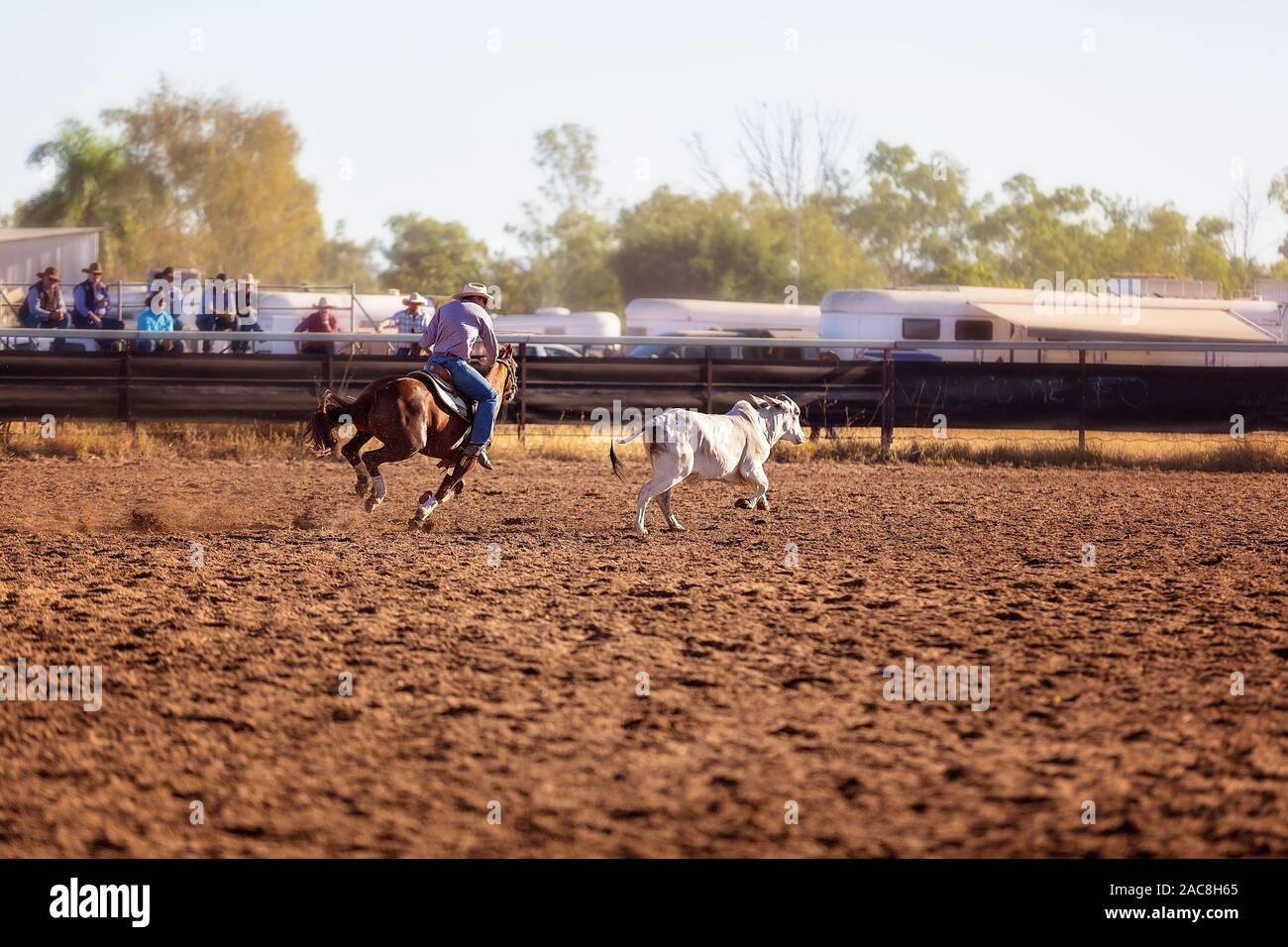 A cowboy rounds up a calf at a camp drafting competition in the dusty ...